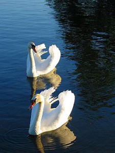 258px-two_swans_in_water.jpg